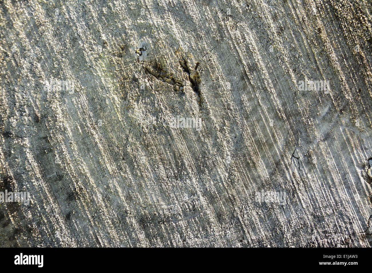 Baumstamm geschnitten Stockfoto