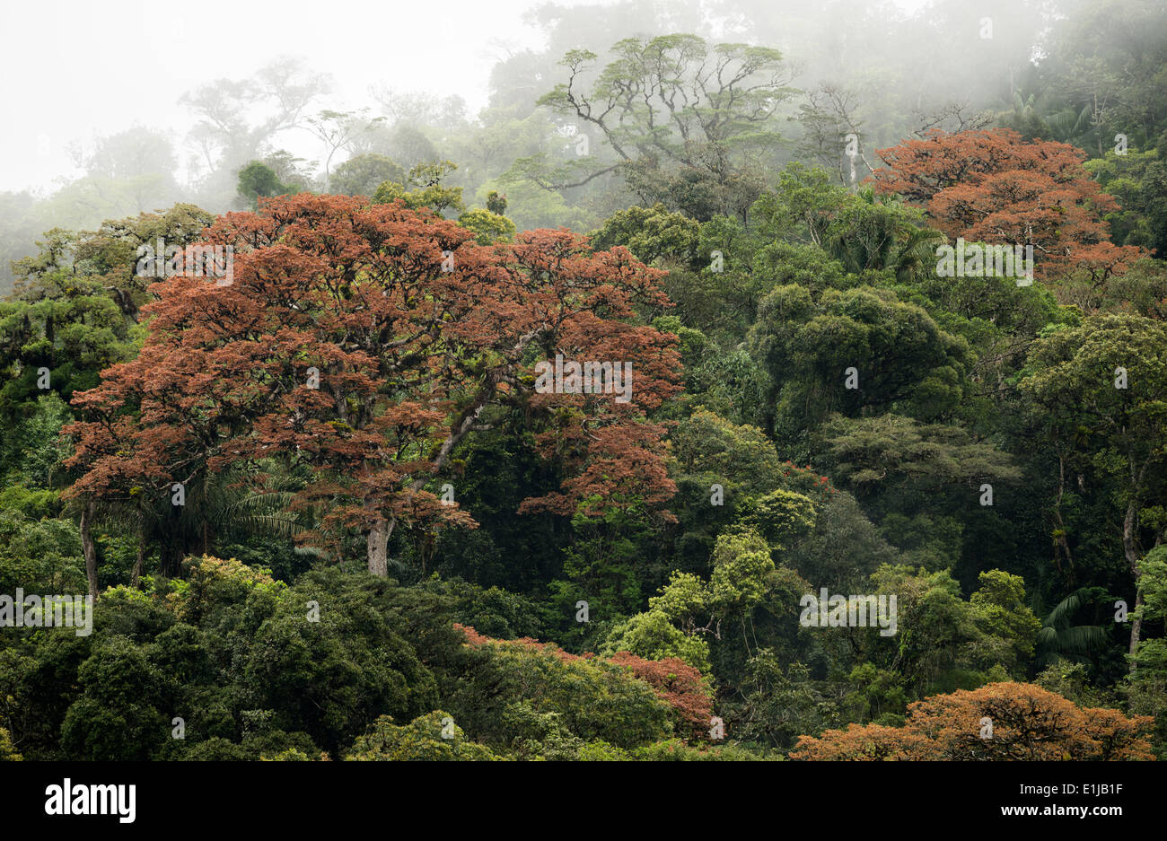 Großen Jatoba-tree(Hymanaea) aus dem Atlantischen Regenwald Stockfoto