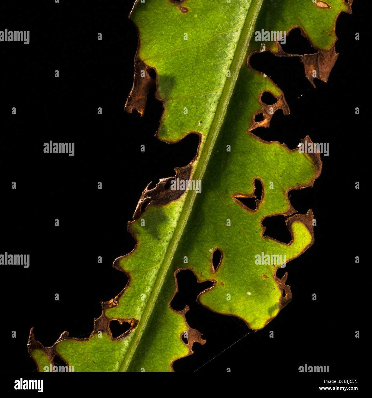 Ein grünes Blatt durch Insekten beschädigt Stockfoto