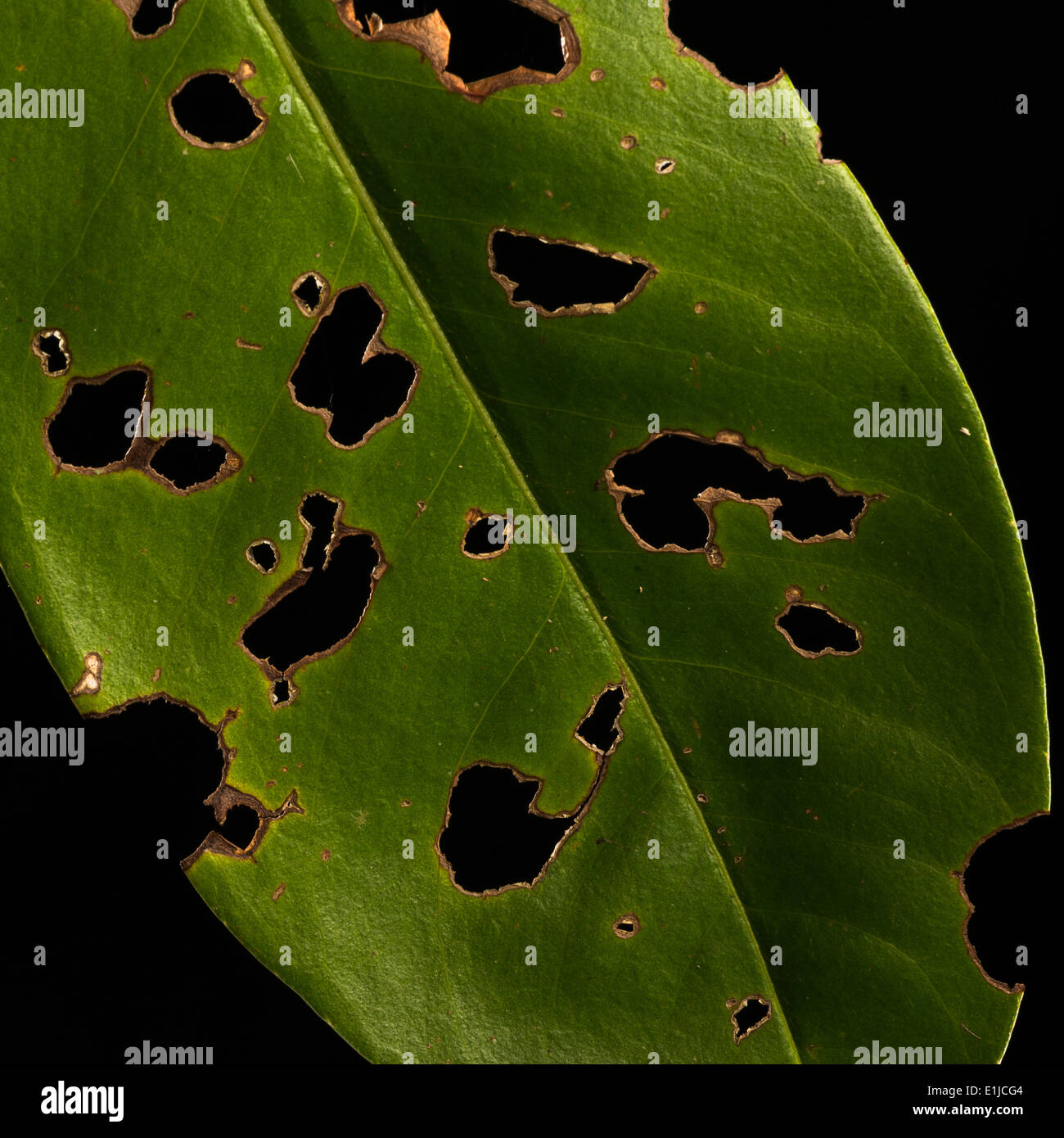 Ein grünes Blatt durch Insekten beschädigt Stockfoto