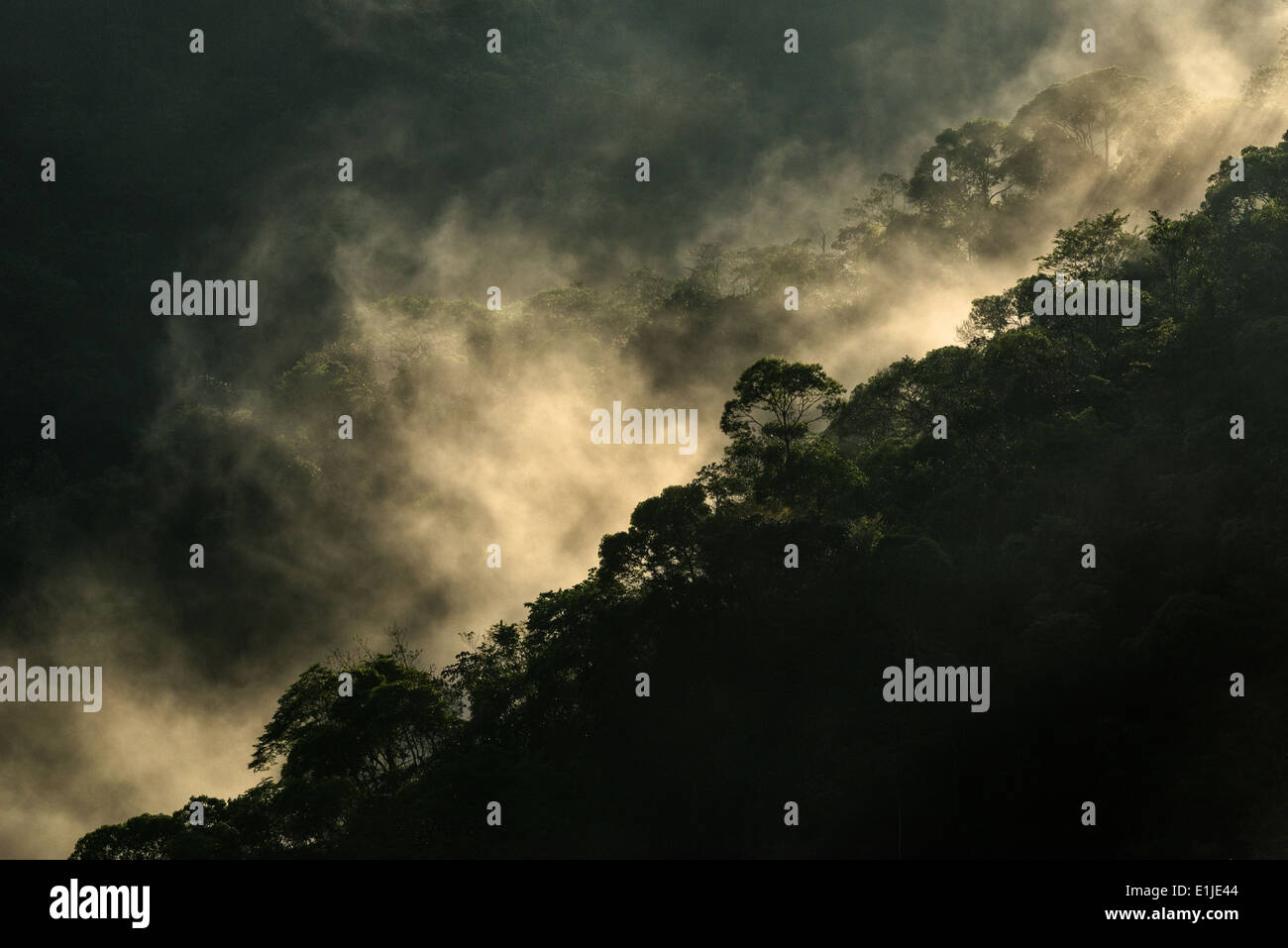 Cloud Forest in den frühen Morgenstunden Stockfoto