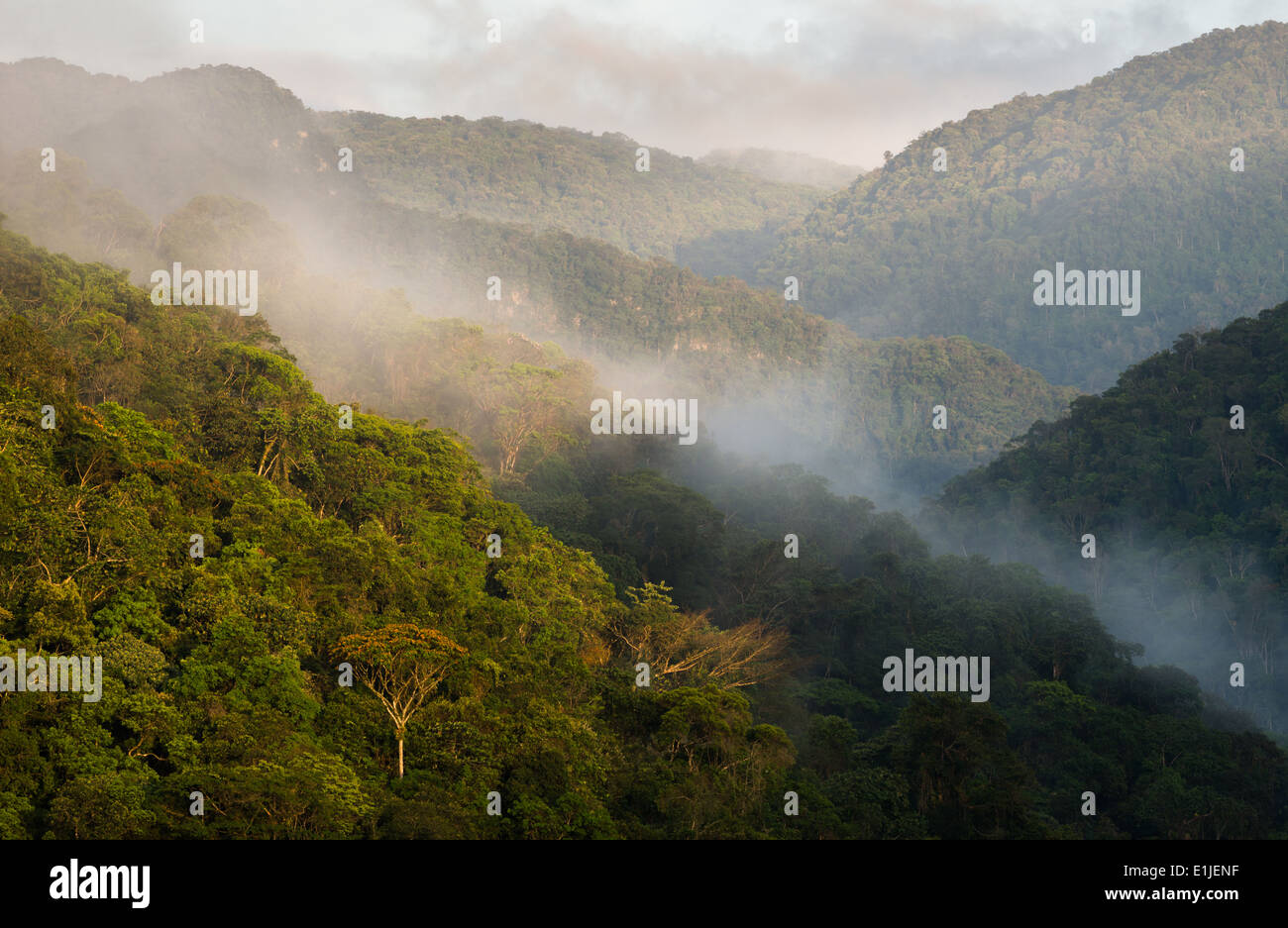 In der Nähe des Atlantischen Regenwaldes Iporanga, Sao Paulo, Brasilien Stockfoto