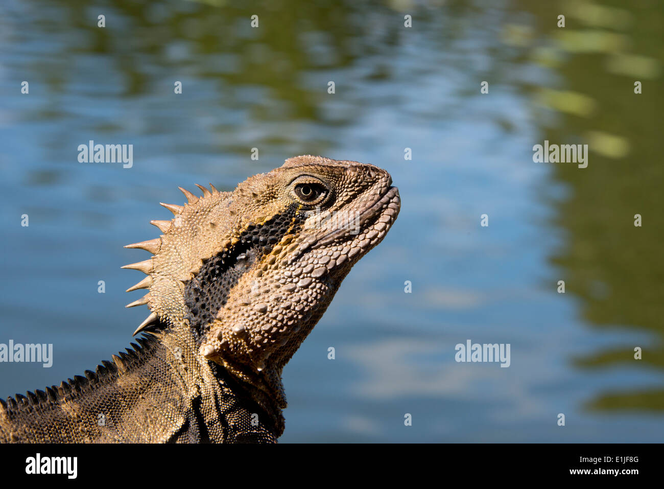 Australien, Queensland, Mount Tamborine. Männliche australischer Wasserdrache (Intellagama Lesueurii. Stockfoto