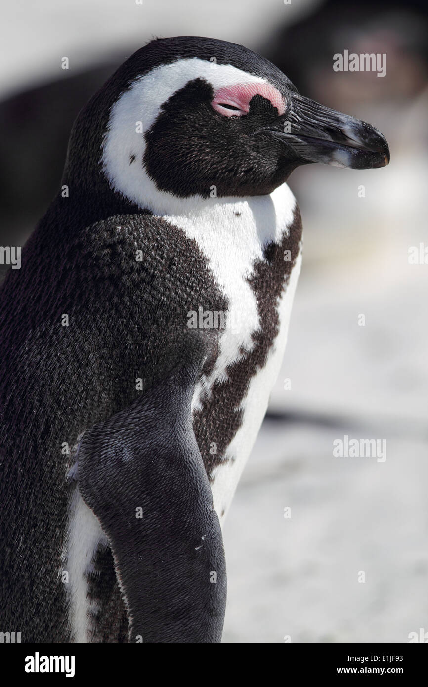 Afrikanische Pinguin (Spheniscus Demersus) am Boulders Beach in der Nähe von Cape Town, Südafrika. Stockfoto