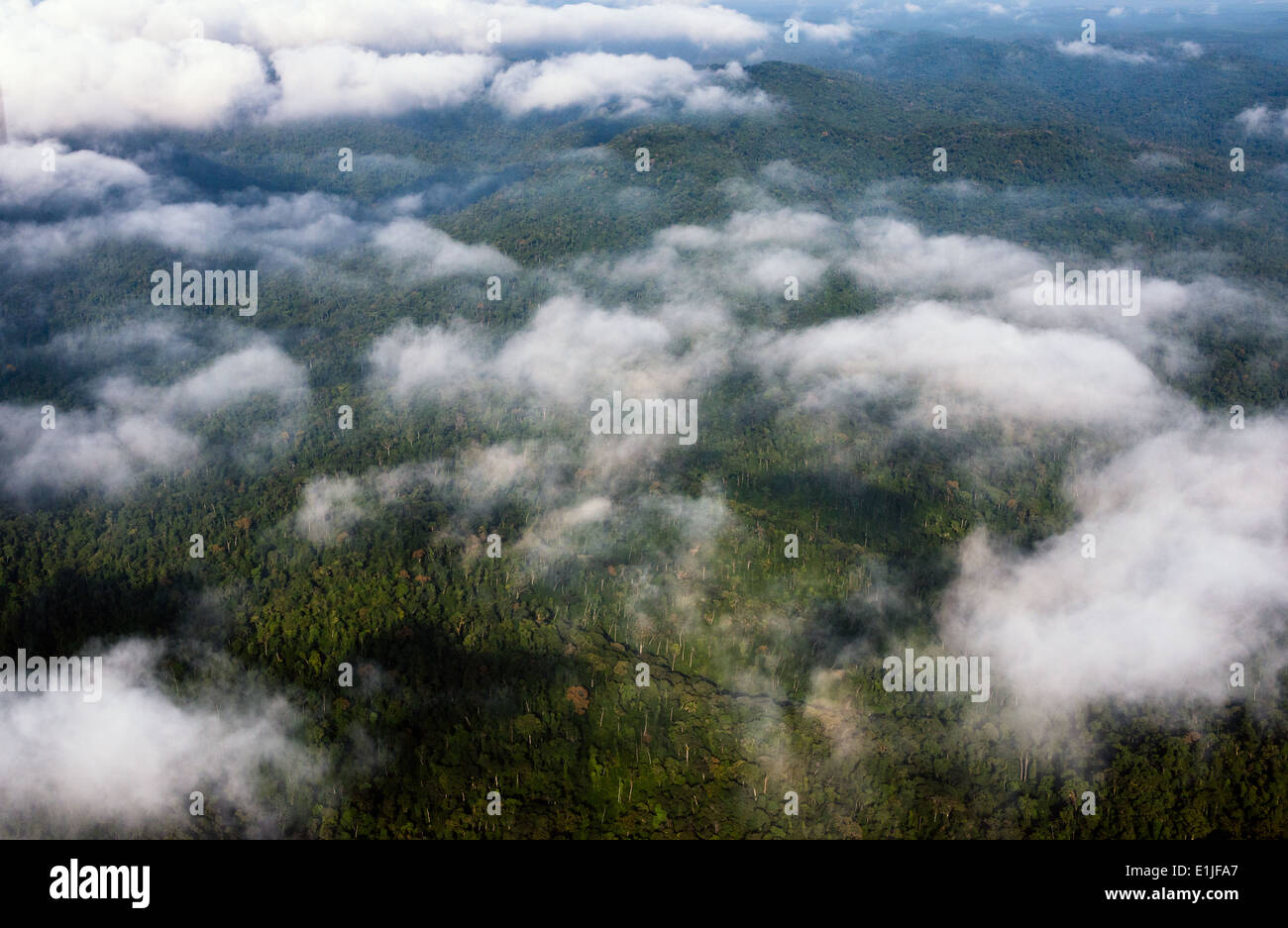 Atlantische Regenwald von Brasilien, südlich von São Paulo bei Serra de Paranapiacaba Stockfoto