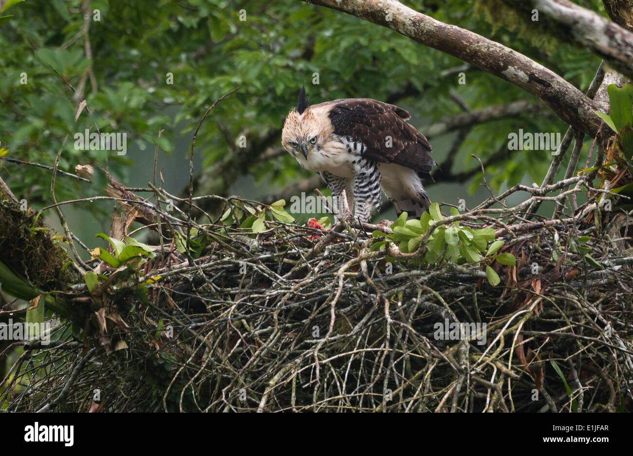 Young verzierten Hawk-Eagle am nest Stockfoto