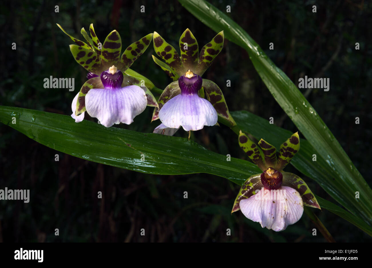 Wilde Orchidee aus dem Atlantischen Regenwald Stockfoto