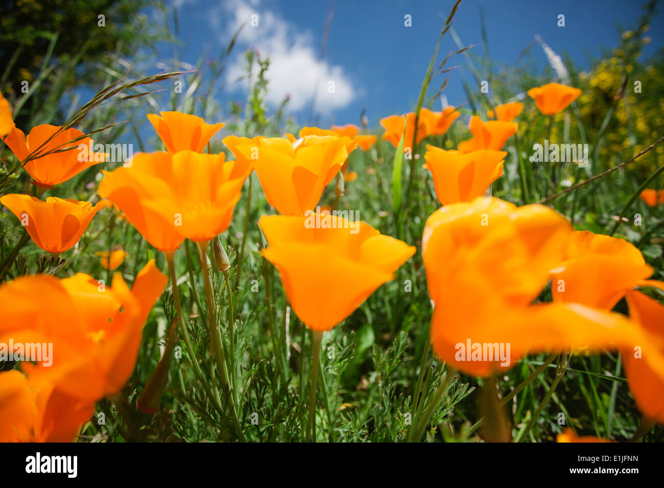 Nahaufnahme von orange California Mohn (Eschscholzia Californica) Stockfoto
