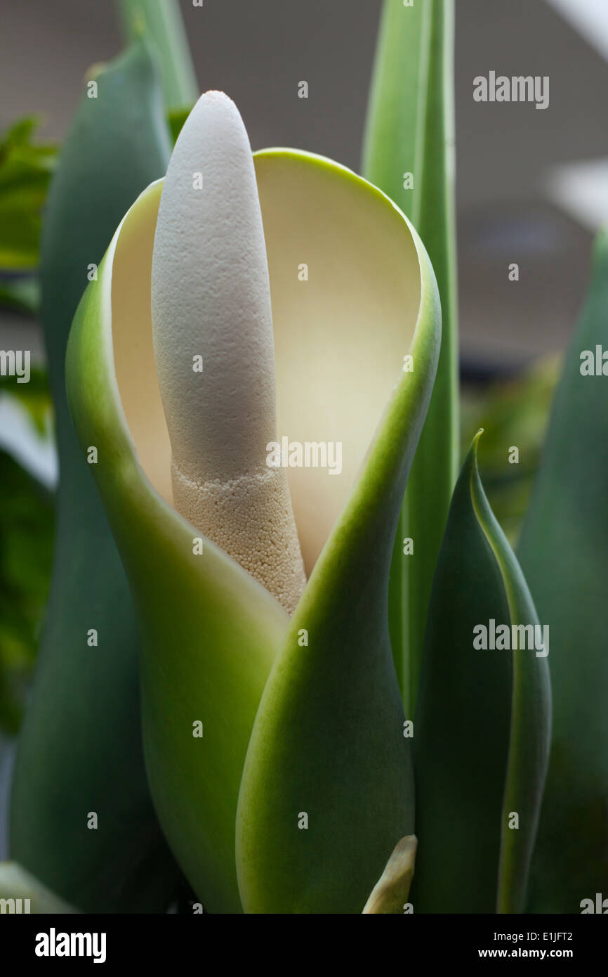 philodendron mayoi Philodendron Mayoi — The Gardeners' Choice main image 1