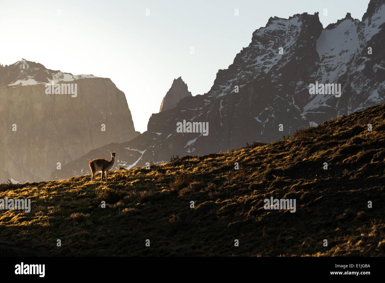 Guanako im Torres del Paine Stockfoto