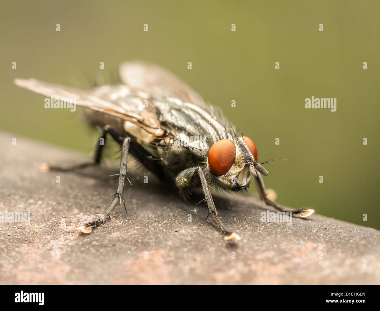 Die Stubenfliege (Musca Domestica) ist eine der am weitesten verbreiteten Insekten, gefunden auf der ganzen Welt. Stockfoto