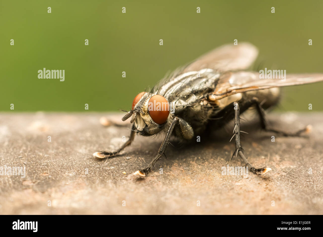 Die Stubenfliege (Musca Domestica) ist eine der am weitesten verbreiteten Insekten, gefunden auf der ganzen Welt. Stockfoto