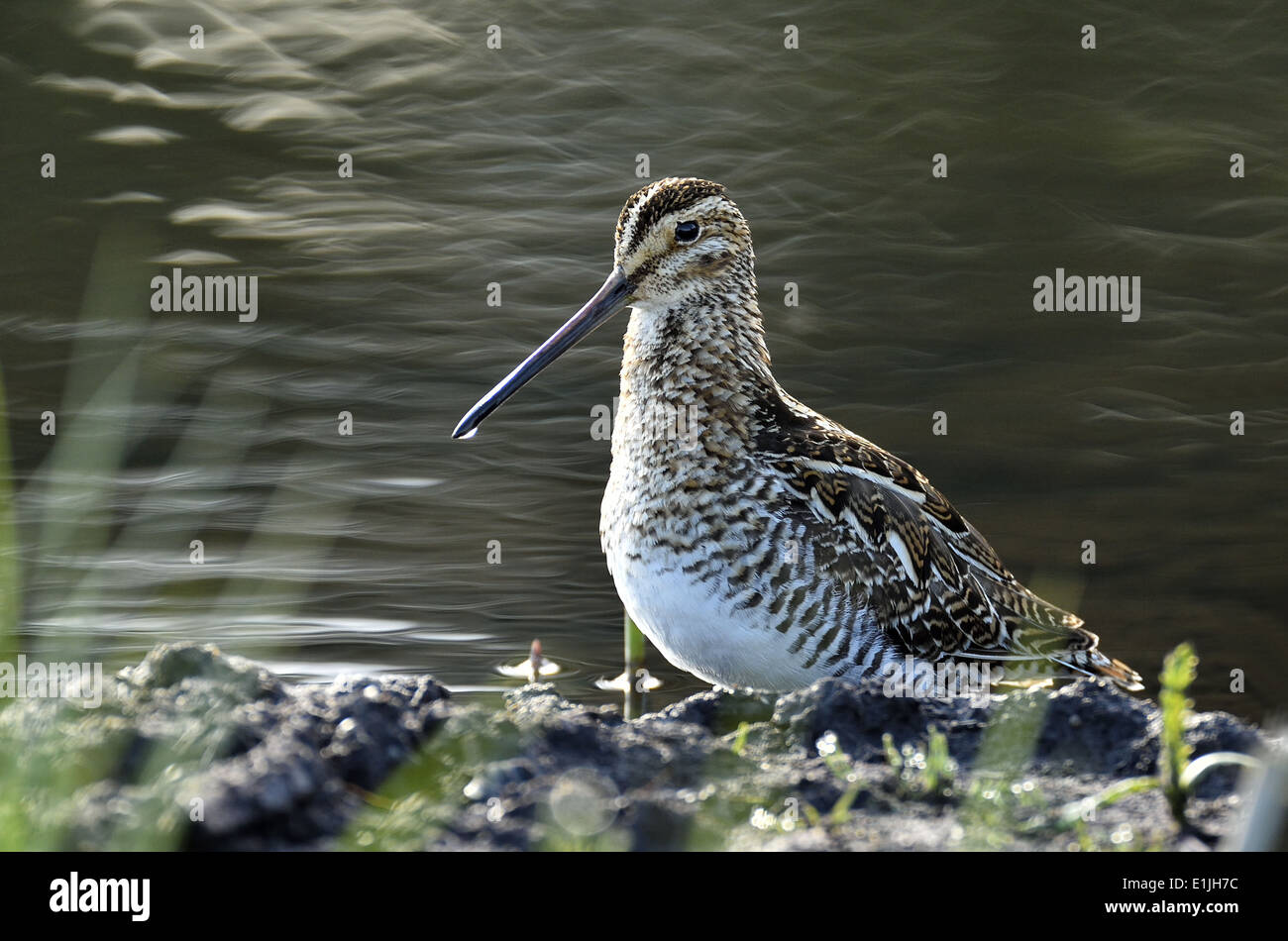 Bekassine Gallinago Gallinago, Stockfoto