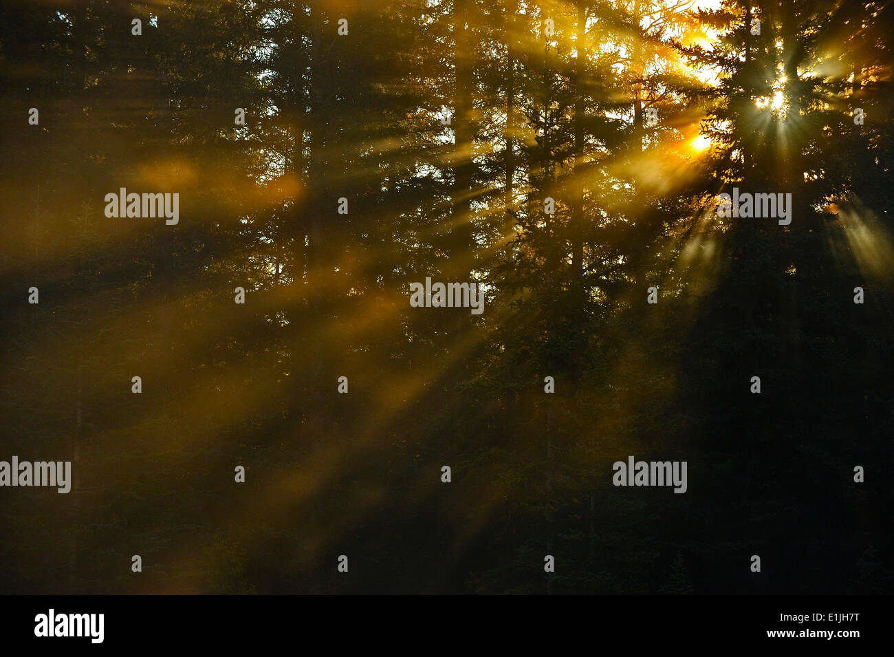 Morgensonne senden helle Streifen durch die Bäume im ländlichen Alberta Kanada Stockfoto