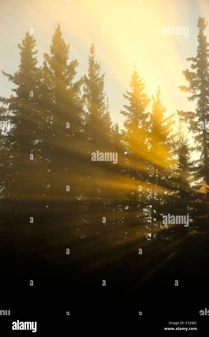 Ein vertikales Bild von einem Sonnenaufgang senden helle Streifen durch die Bäume Stockfoto