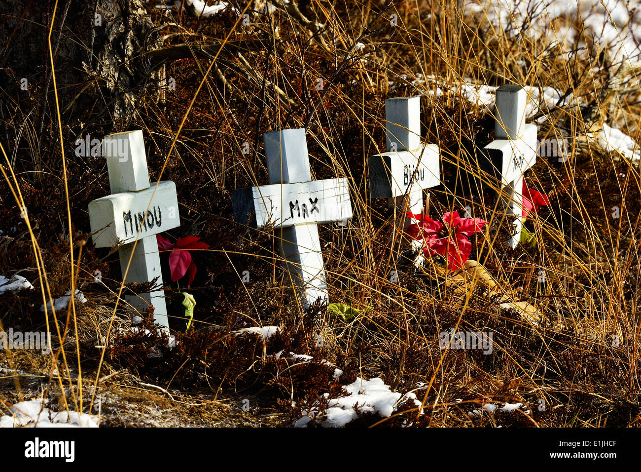 Weißes Holz Kreuz Grabsteine in einer ländlichen Tierfriedhof in westlichen Alberta Kanada Stockfoto