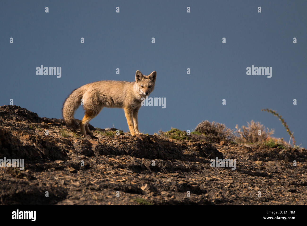 Südamerikanische Gray Fox (Lycalopex griseus) von Torres del Paine, Chile Stockfoto