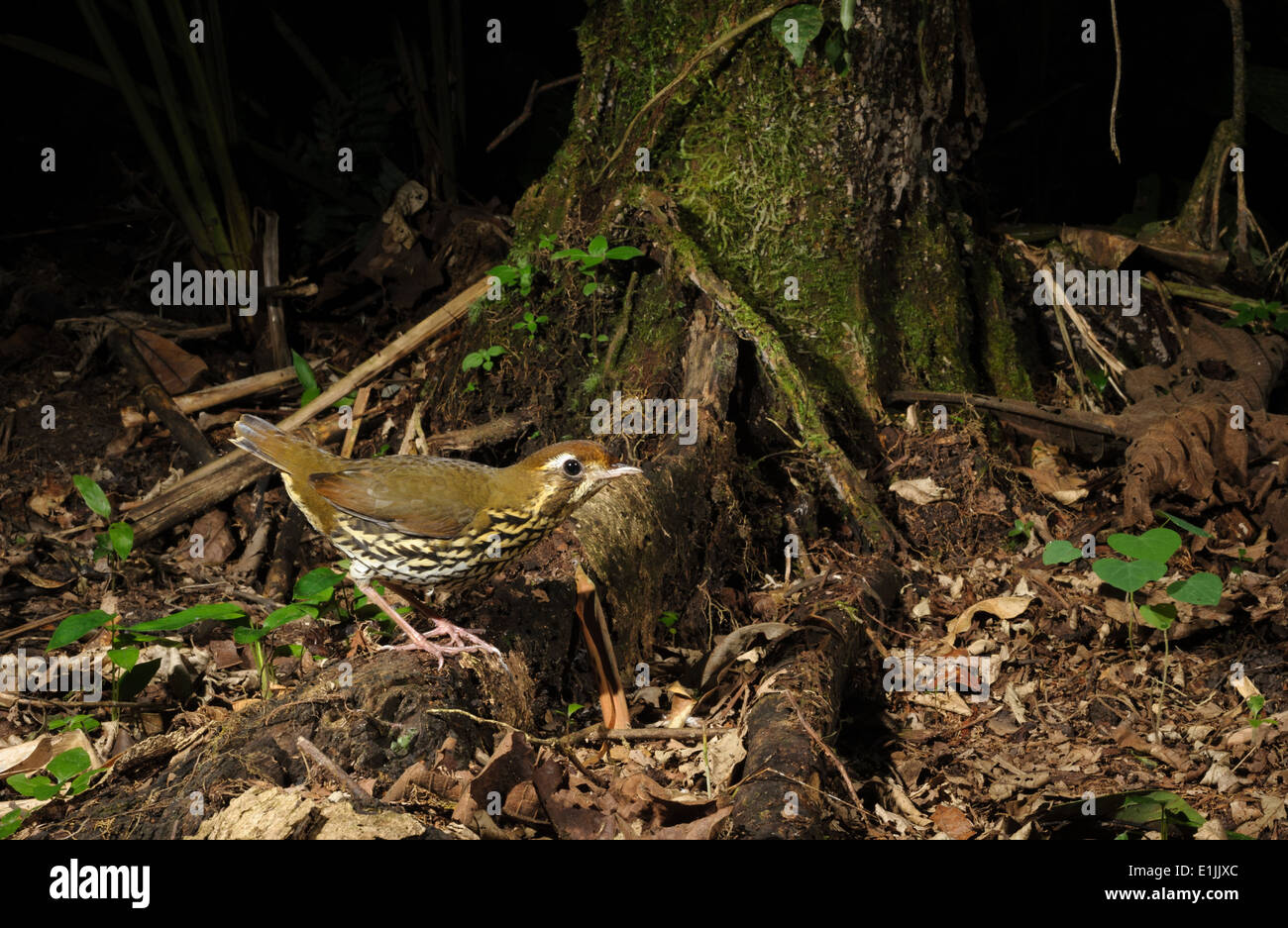 Short-tailed Antthrush (Chamaeza campanisona) von den Atlantischen Regenwald Stockfoto