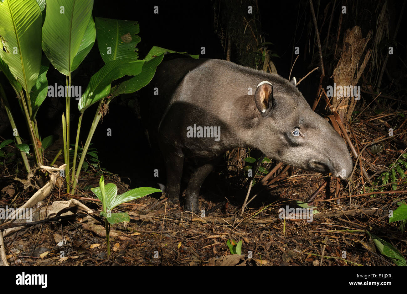 Wild Lowland Tapir (Tapirus terrestris) Stockfoto