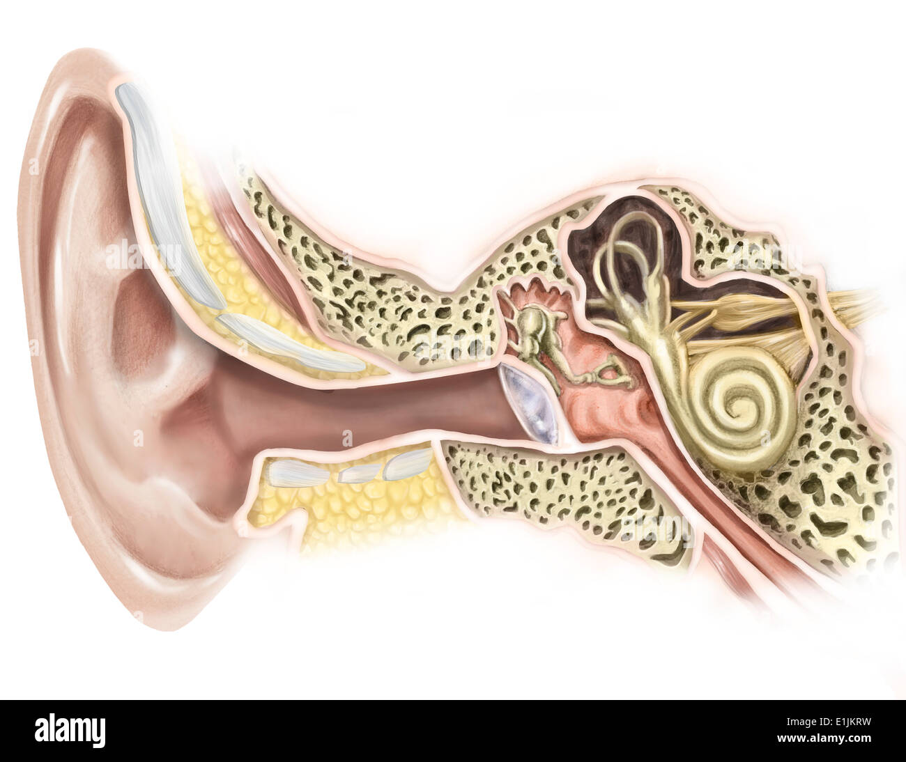 Äußeren Gehörgang des menschlichen Ohres. Stockfoto
