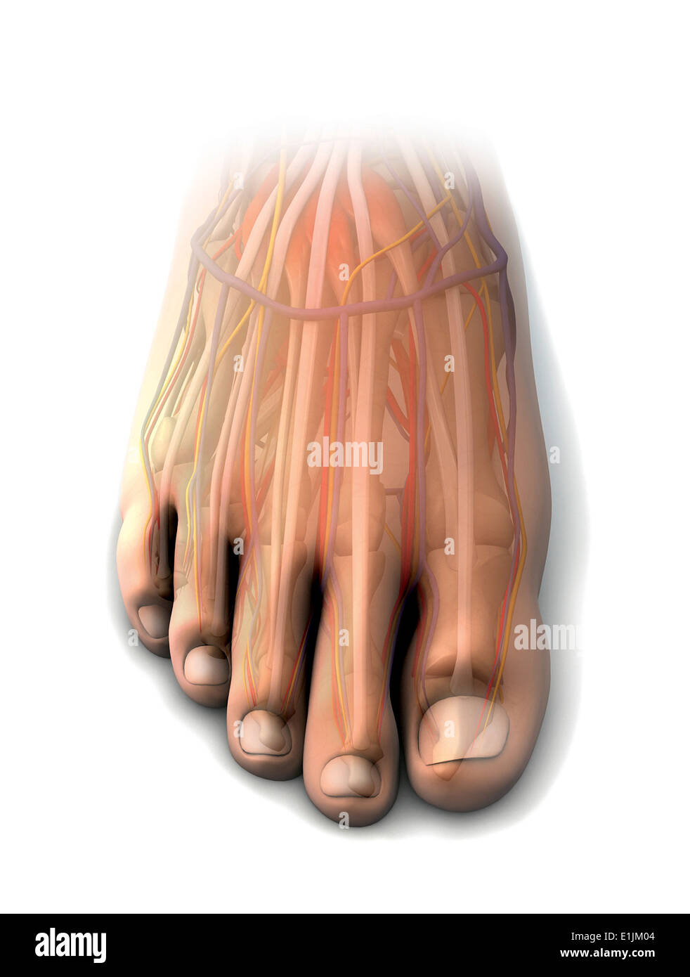 Dorsalen Anatomie des menschlichen Fußes. Stockfoto