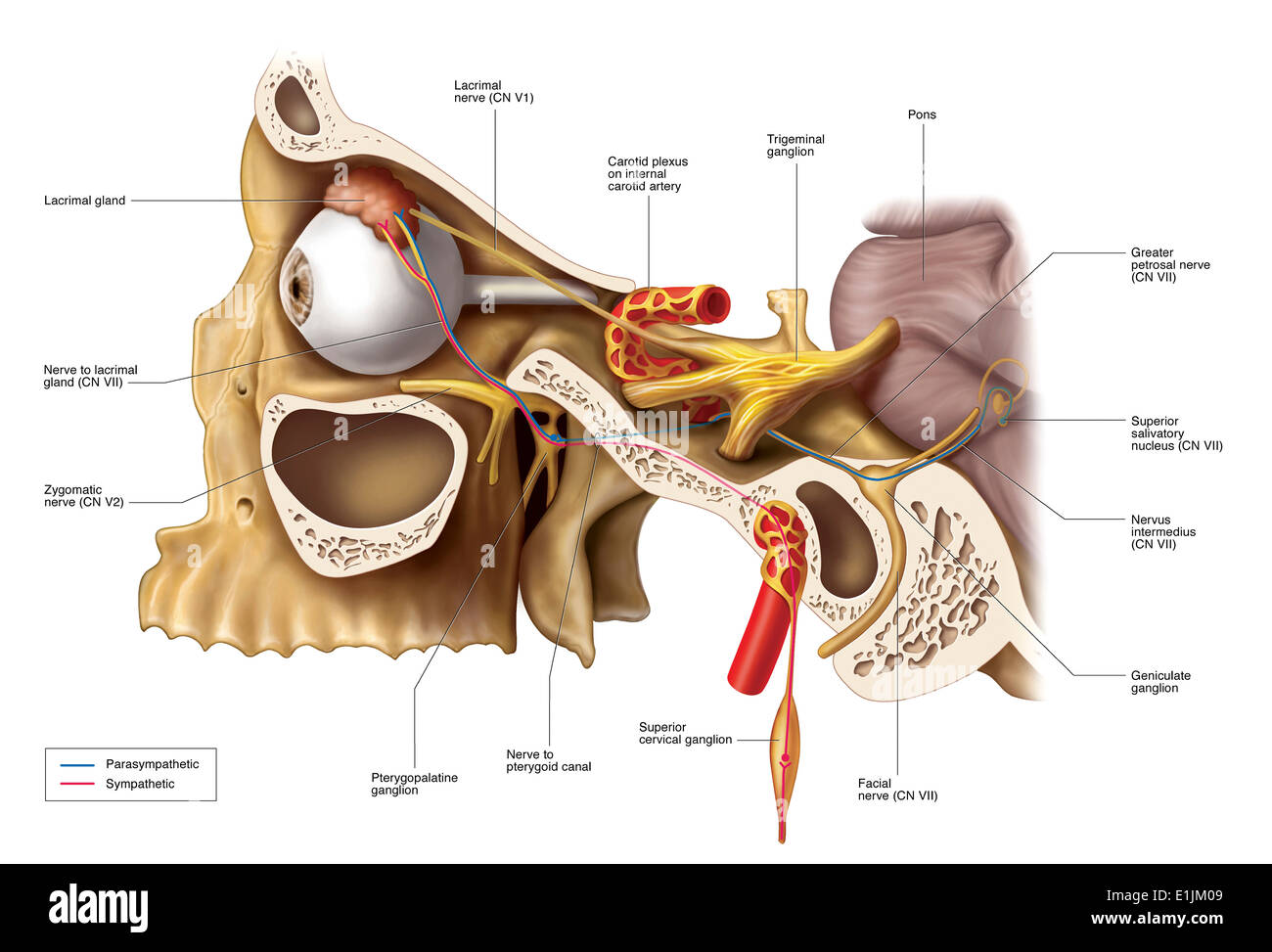 Anatomische Wege der Innervation auf die Tränendrüse. Stockfoto