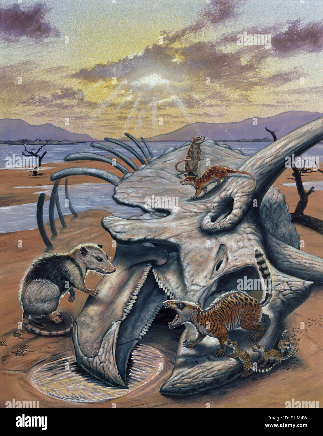 Triceratops Schädel mit frühen Säugetiere. Stockfoto