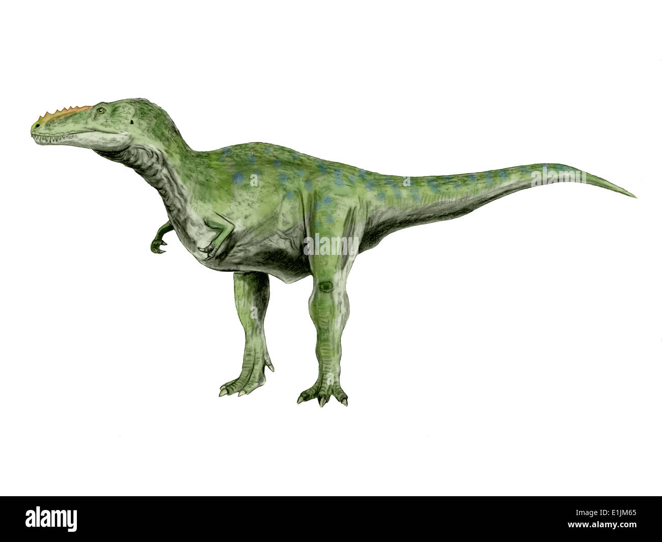 Tyrannosaurid theropod dinosaur Fotos und Bildmaterial in hoher