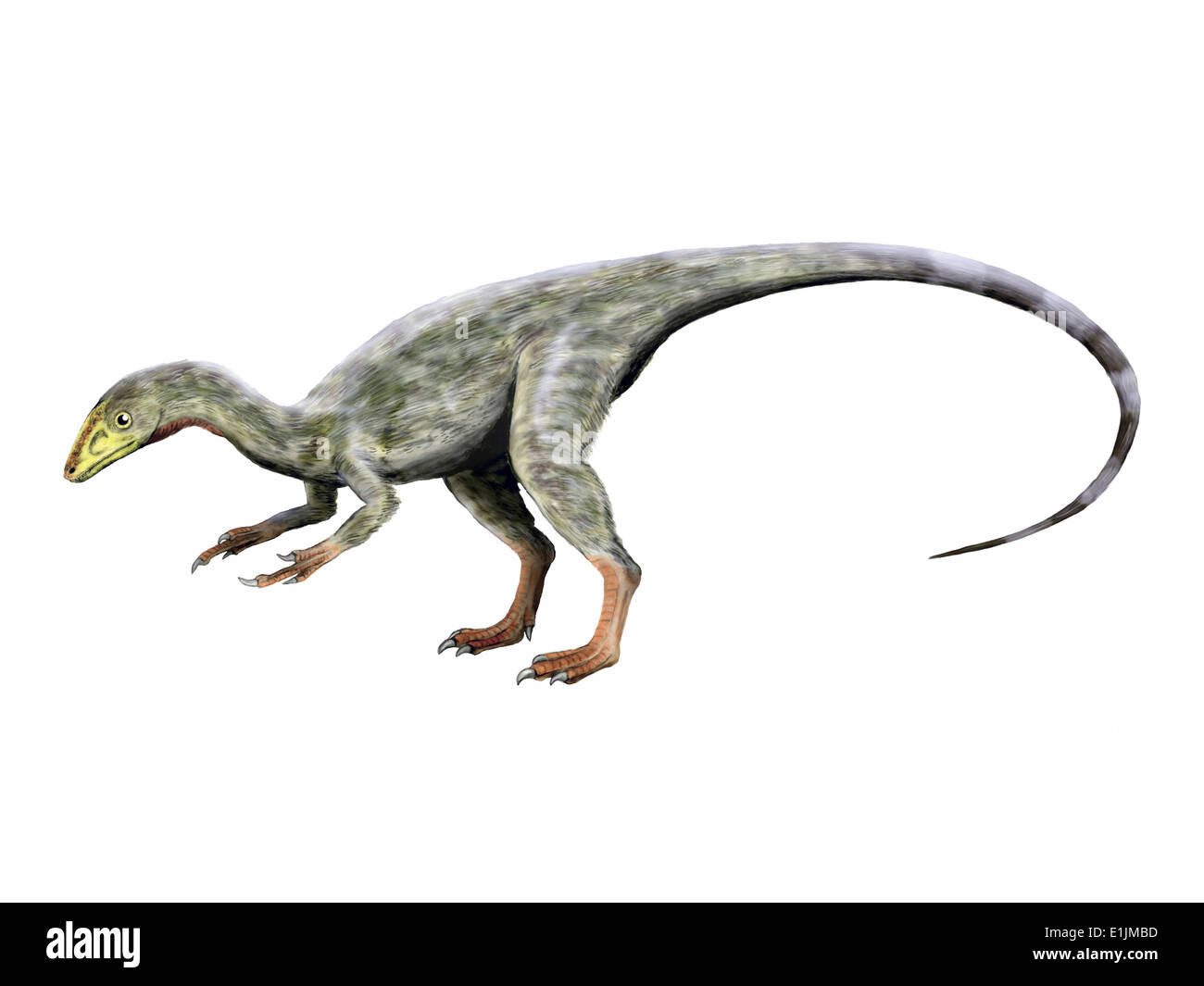 Compsognathus compsognathus Fotos und Bildmaterial in hoher Auflösung