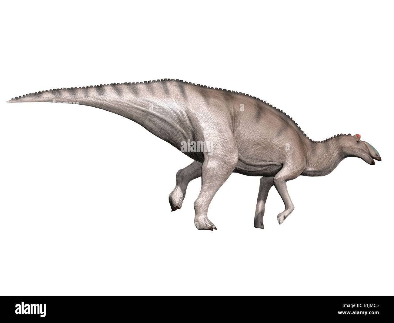 Edmontosaurus Dinosaurier, weißen Hintergrund. Stockfoto