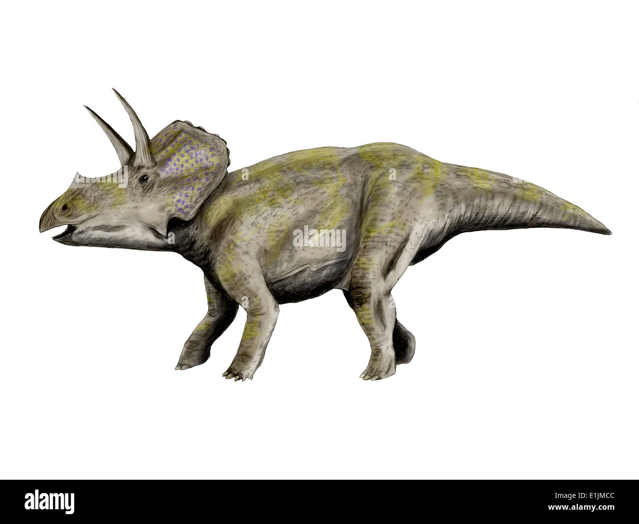 Eotriceratops Dinosaurier, weißen Hintergrund. Stockfoto