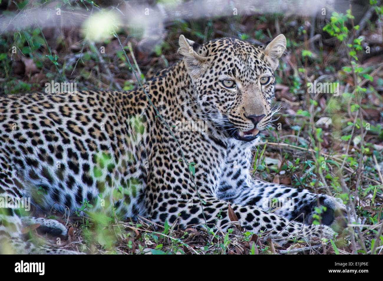 Leopard, Panthera Pardus, Katze, Predator,, Massai Mara, Kenia, Stockfoto