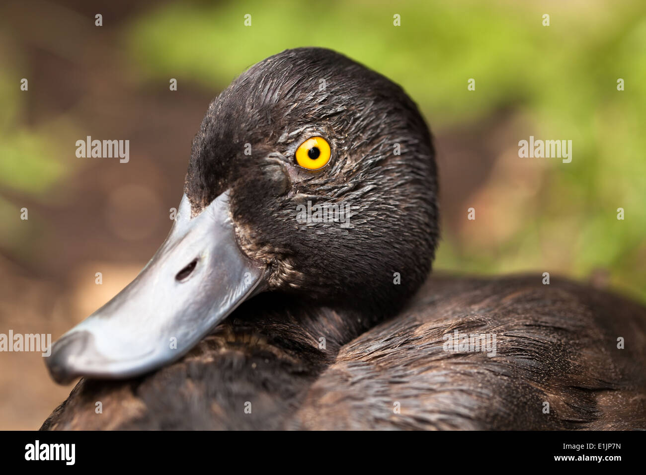 Wildente closeup Stockfoto