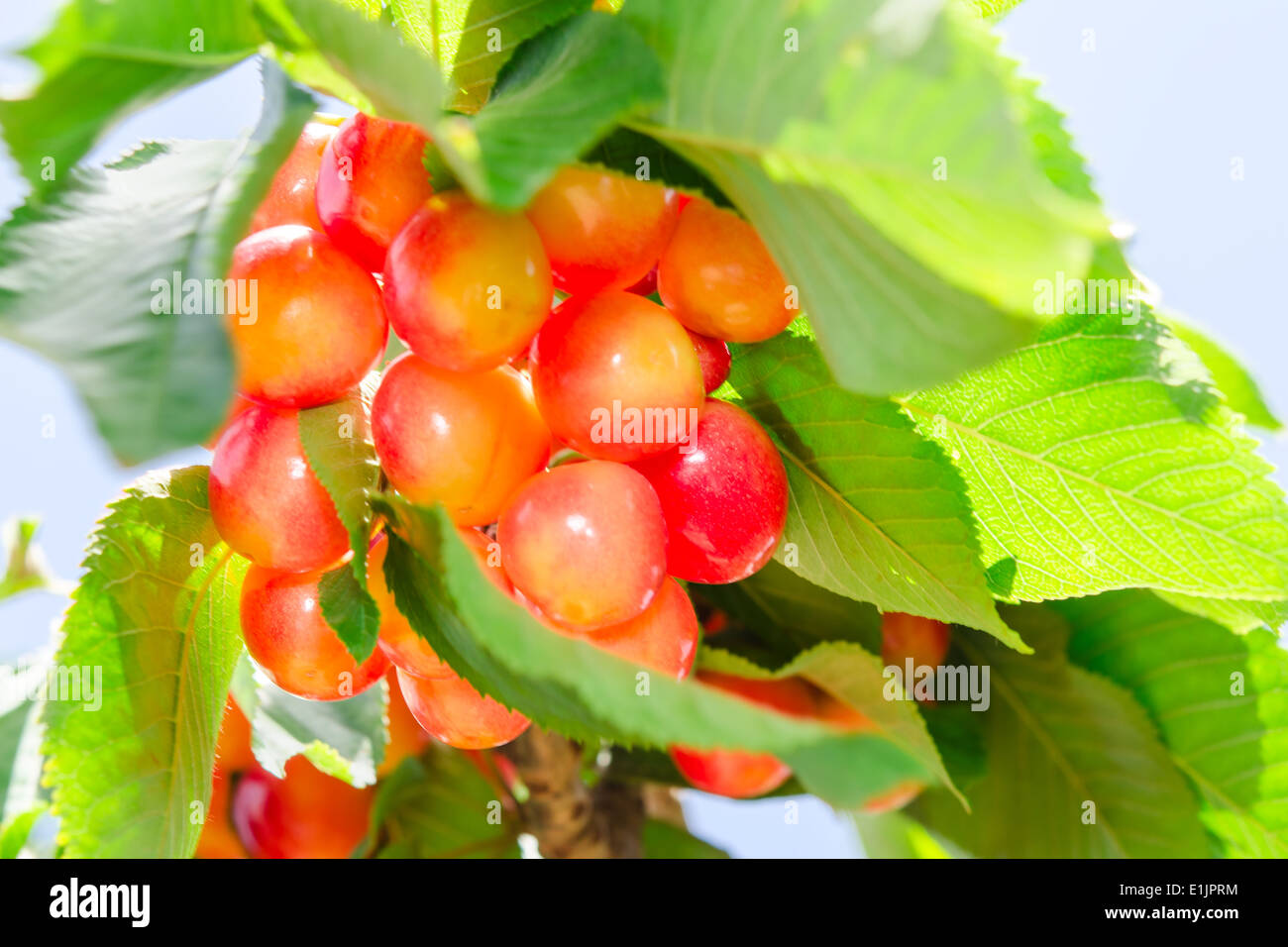 Rainier weißen reifen Kirschen Beeren süße und saftige Früchte im sonnendurchfluteten Laub am Ast Stockfoto