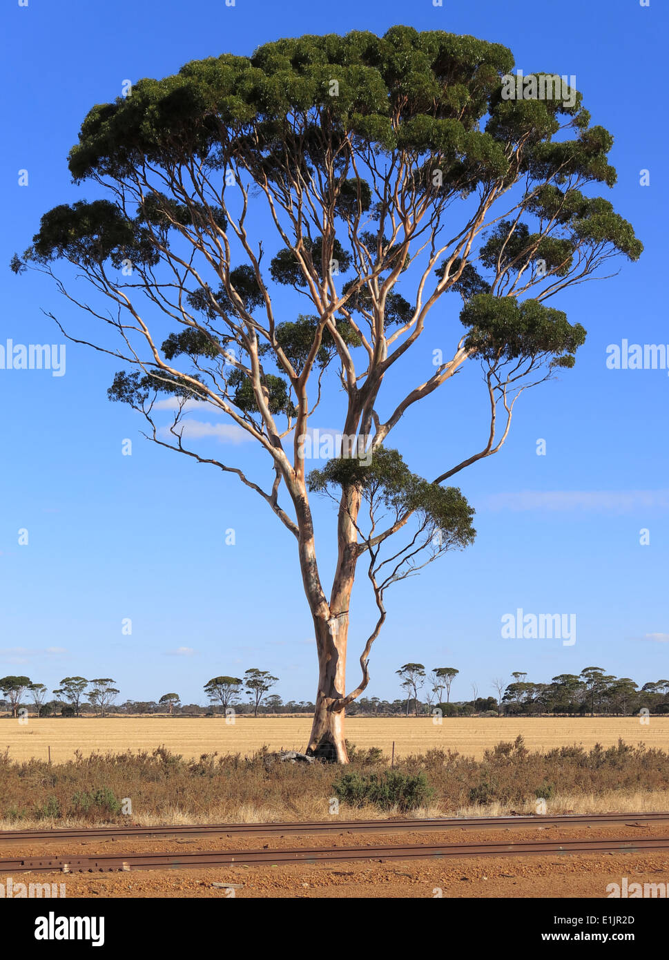 Ein Salmon Gum Tree von einem Gleis in Hyden in Western Australia Stockfoto