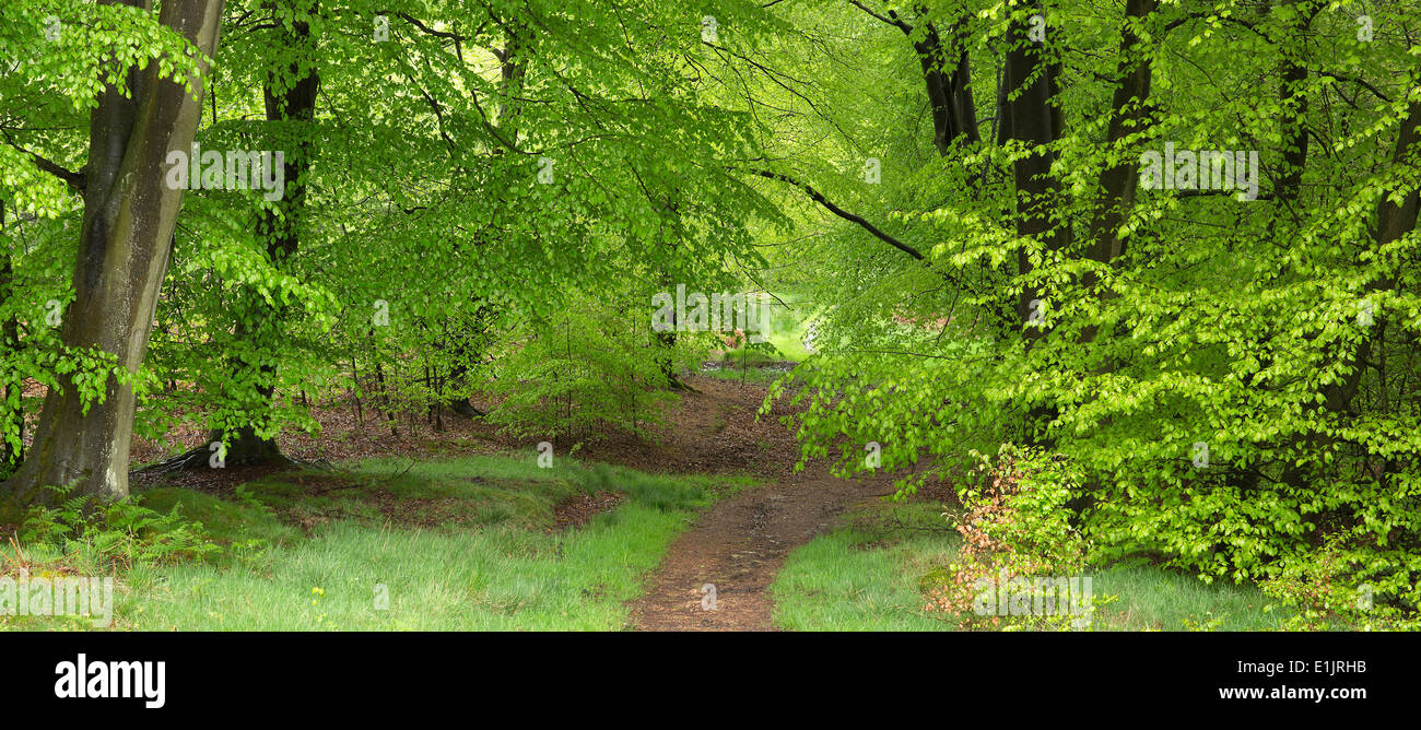 Wanderweg durch Buche Bäume in einem Laubwald Cannock Chase Area of Outstanding Natural Beauty im Frühjahr in Staffordshire Stockfoto