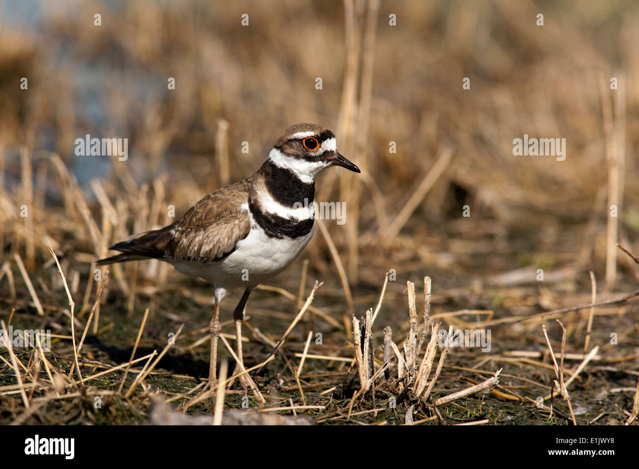 Killdeer - Camp Lula Sams - Brownsville, Texas USA Stockfoto