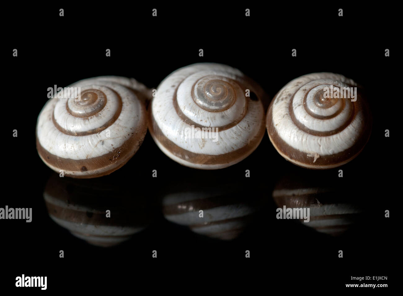 Gebänderte Scrubsnail - Camp Lula Sams - Brownsville, Texas USA Stockfoto