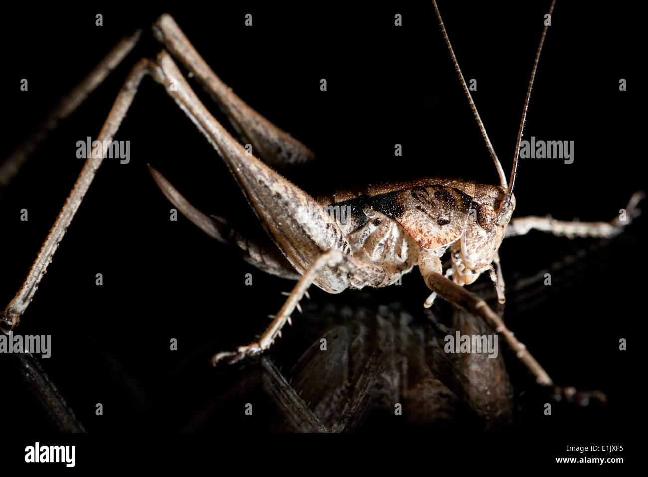 Braun Cricket / Grashuepfer Arten - Camp Lula Sams - Brownsville, Texas USA Stockfoto