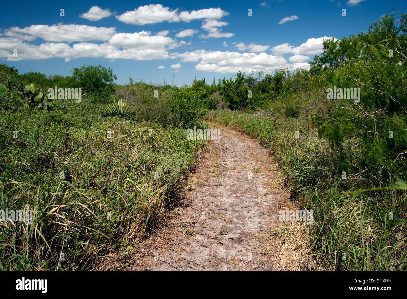 Feldweg durch Süd-Texas-Pinsel-Land - Camp Lula Sams - Brownsville, Texas USA Stockfoto