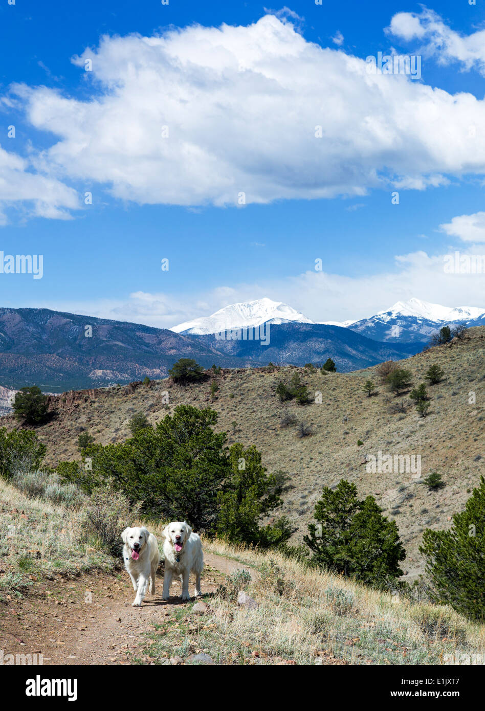 Platin farbige Golden Retriever Hunde laufen auf einem Bergweg. Stockfoto