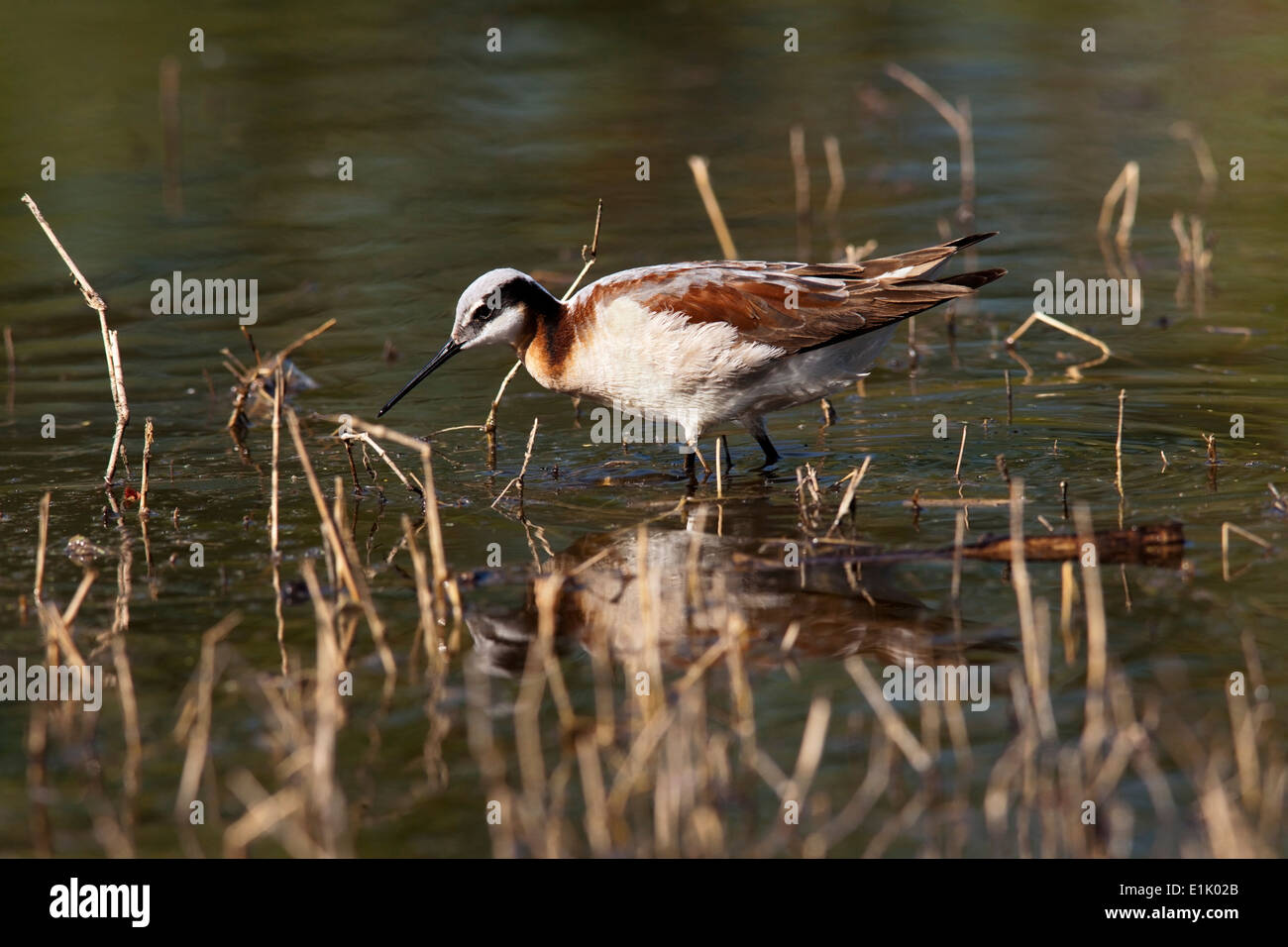 Wilson's Wassertreter (Phalaropus Tricolor) - Camp Lula Sams - Brownsville, Texas USA Stockfoto