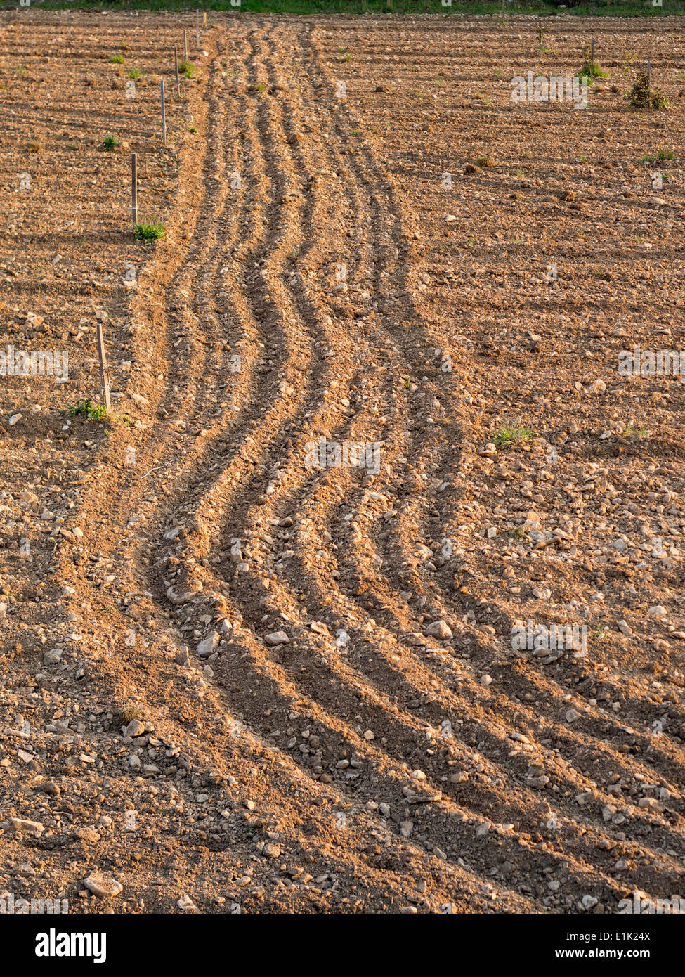 Steinigen Böden, ein frisch gepflügtes Feld. Ein Feld neu zu Weinreben gepflanzt zeigt die Zeilen des letzten Anbau. Stockfoto