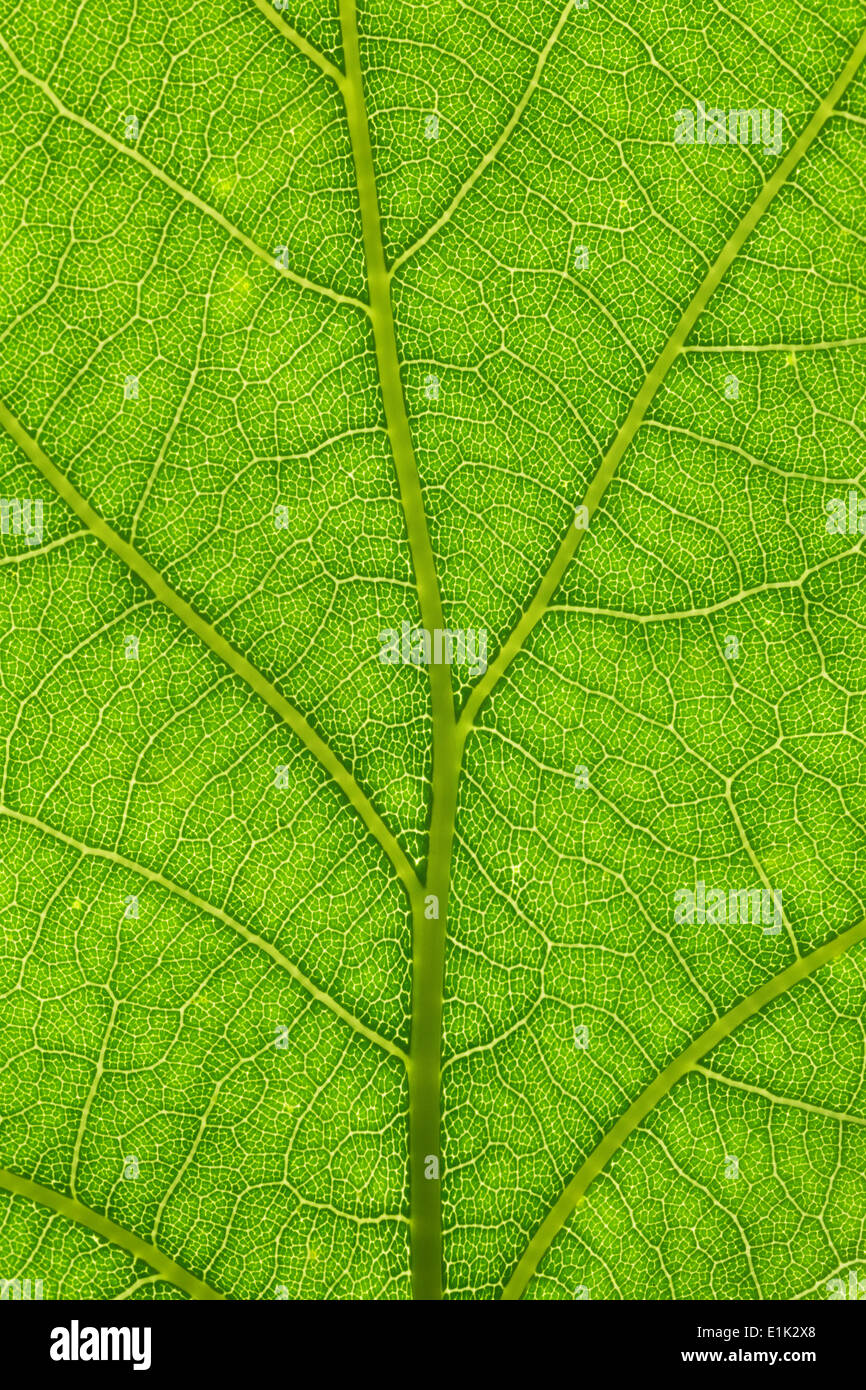 Eichenblatt Struktur Closeup, gut für die Umwelt-Hintergrund Stockfoto