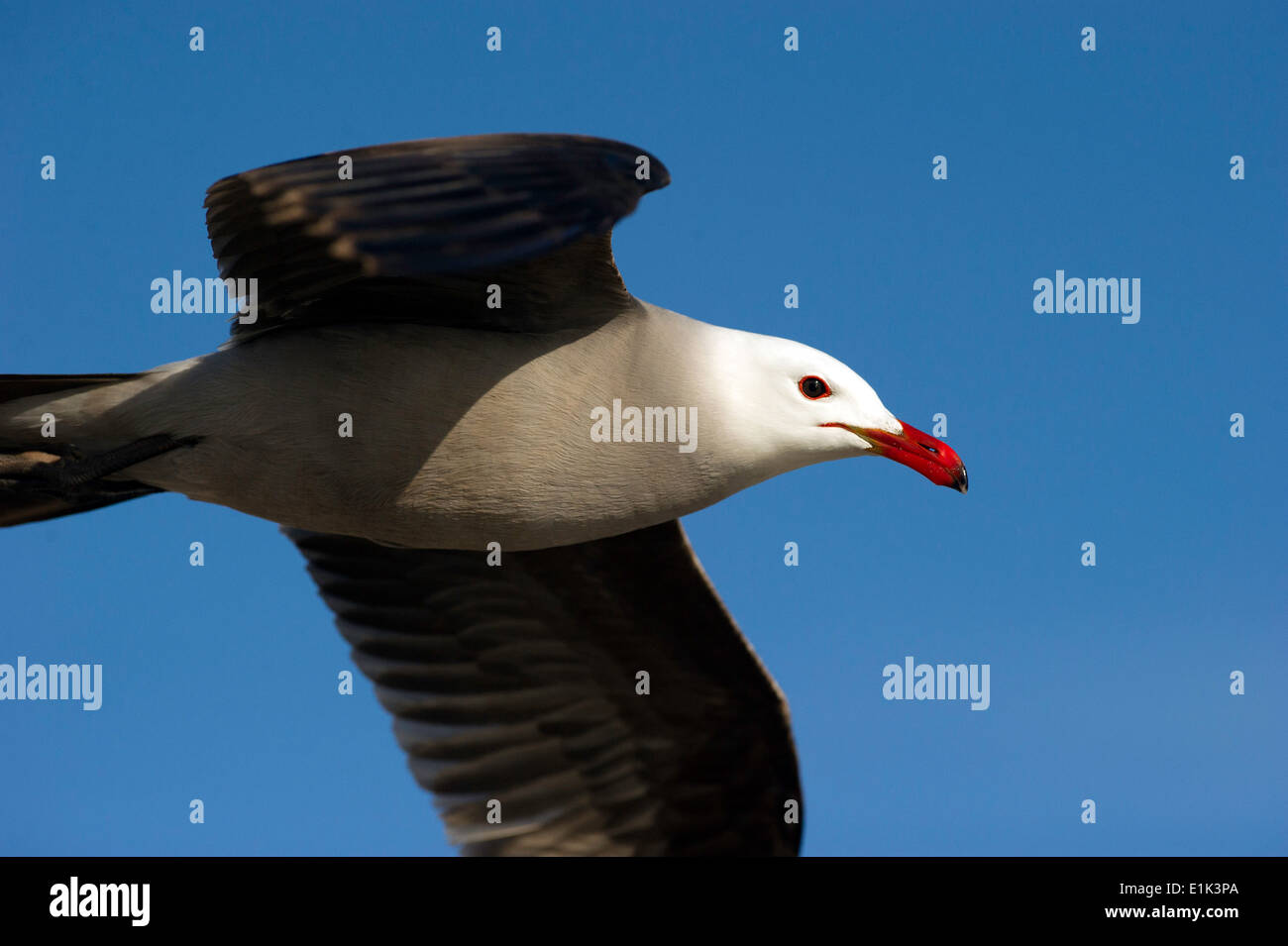 Eine Möwe fliegt vor einem tiefblauen Himmel. Stockfoto