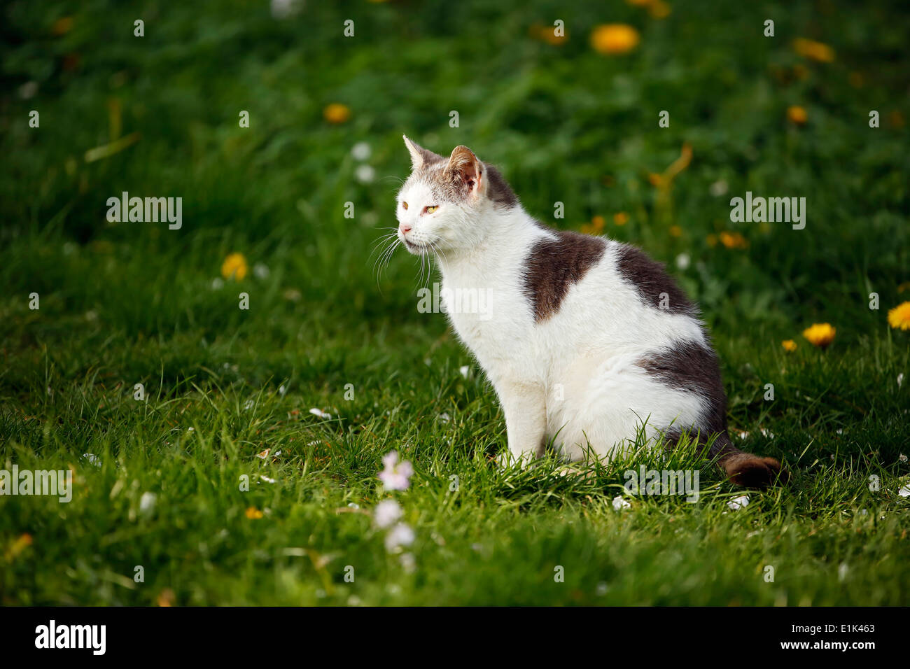 Deutschland, Baden-Württemberg, grau weiße Tabby Katze, Felis Silvestris Catus, auf Wiese Stockfoto