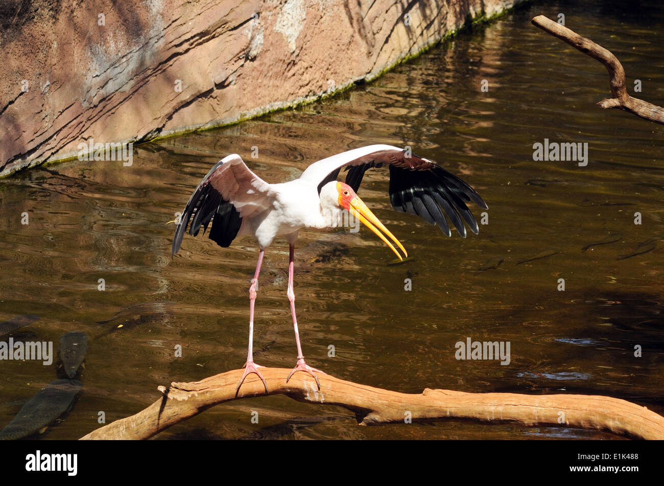 Gelb-billed Stork (Mycteria Ibis) stehend auf einem Ast mit den Flügeln. Stockfoto