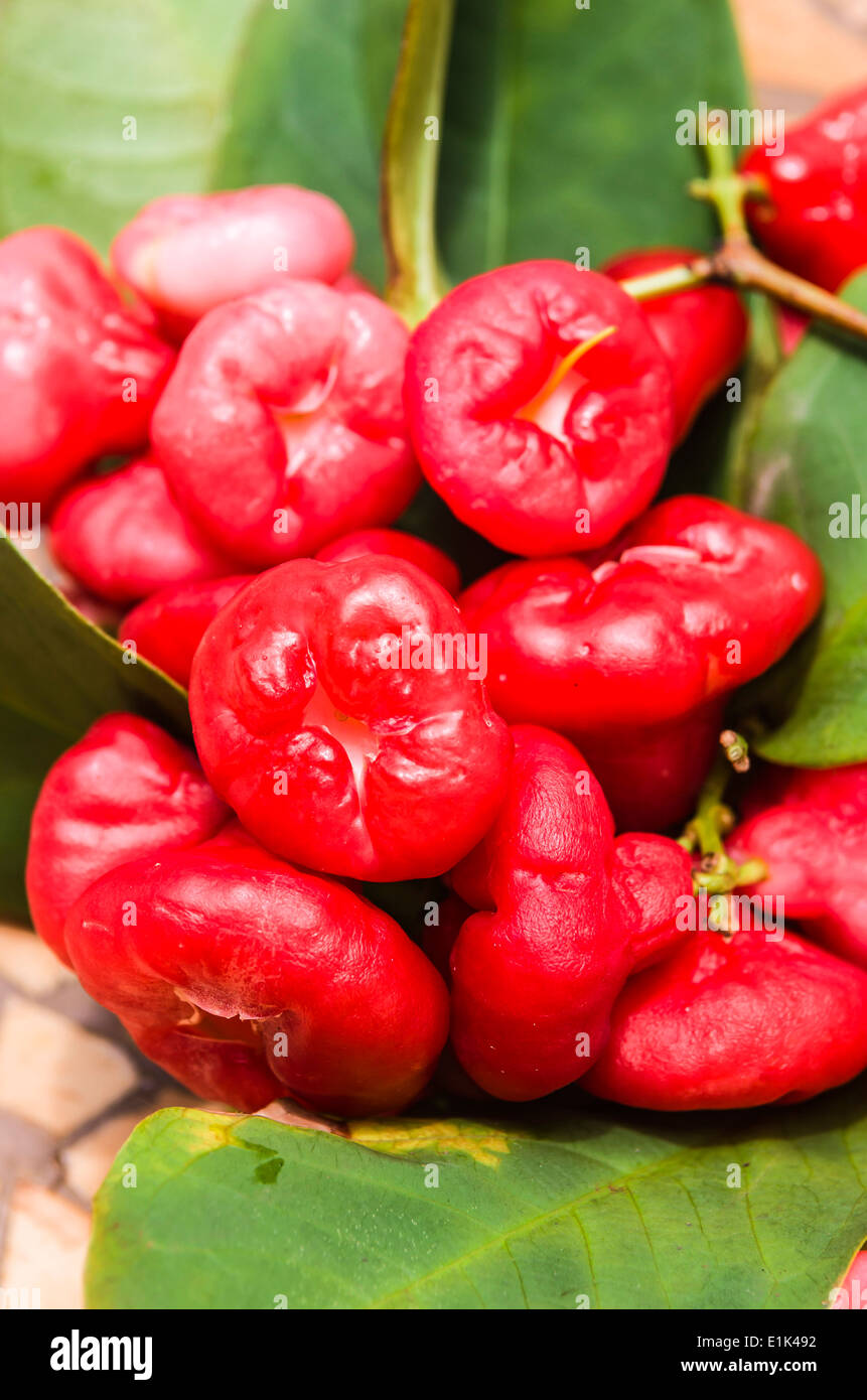 Thailand, Koh Yao Noi, Laem Sak, Rose Äpfel Stockfoto