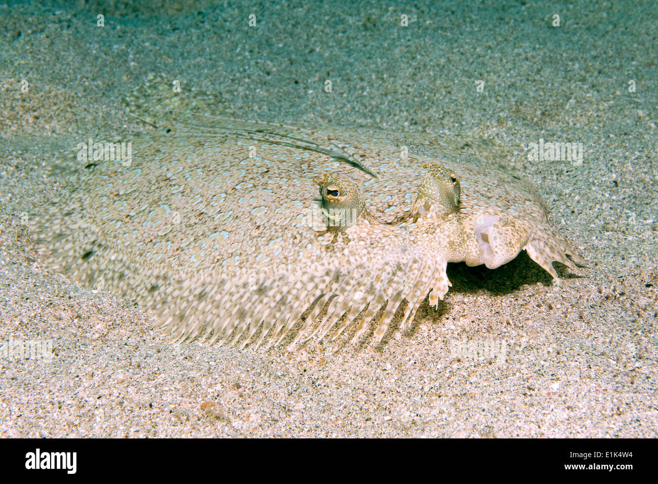 Karibik, Antillen, Curacao, Westpunt, Pfau Flunder, Bothus lunatus Stockfoto