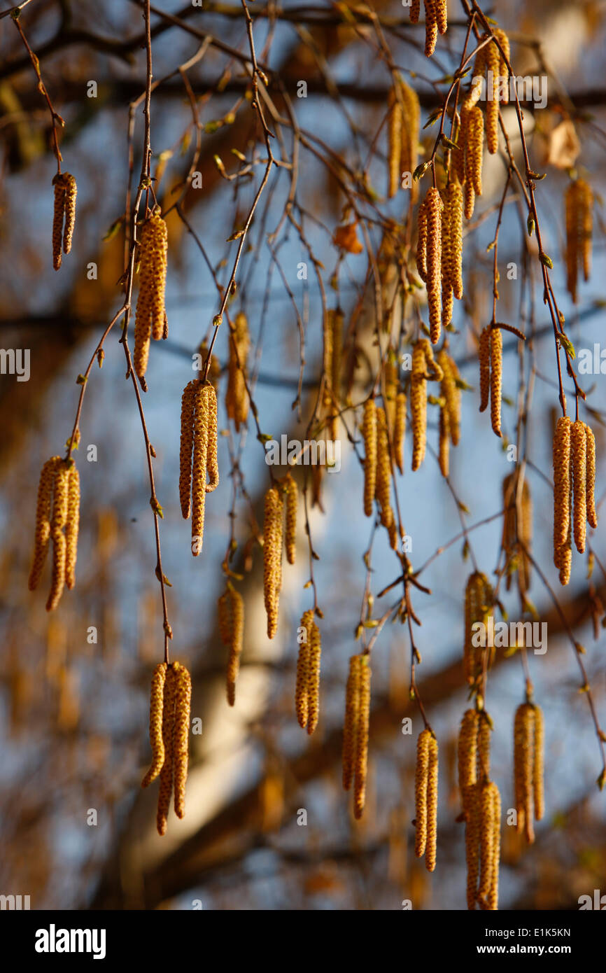 Baum im Frühling Stockfoto